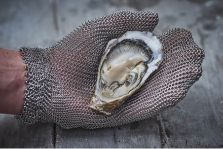 Moufle à huître Novac O'Safe en cotte de maille anti-coupure